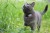 Tabcat V2 - Loc8tor Pet Cat/Kitten Tracker - Longer range & smaller tags. More accurate than GPS. No subscription, no data